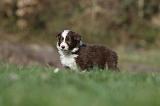 BORDER COLLIE 826